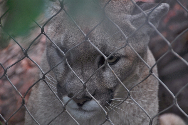 mountain lion